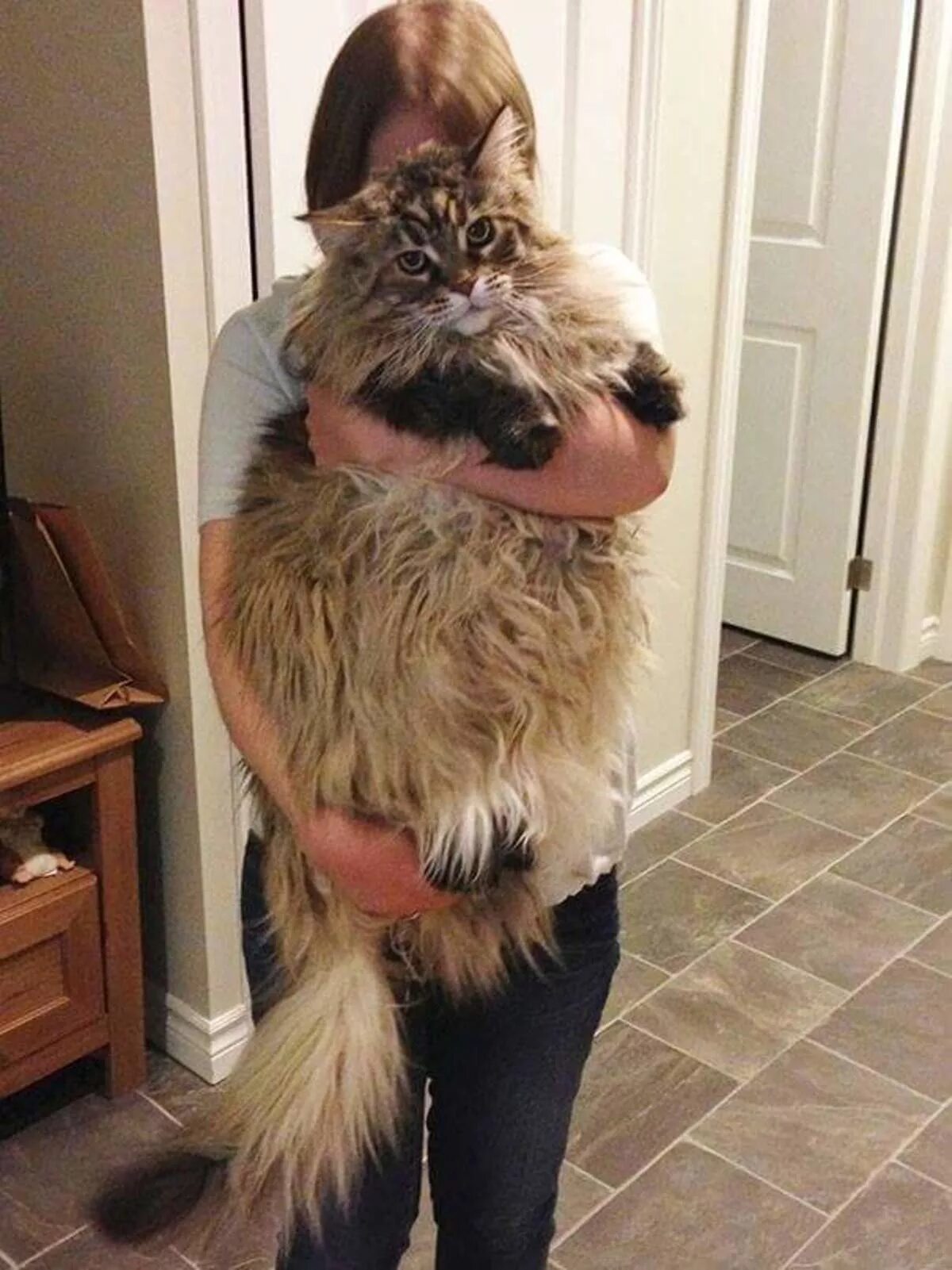 Кот гигант. Кошка мейн кун. гигантский кот мейн кун. коты мейн куны огромные. мейн кун стьюи.