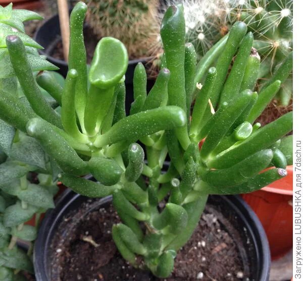 Крассула солана. Crassula ovata &#039;solana&#039;. толстянковые толстянковые. крассула tom thumb. крассула солана фото.
