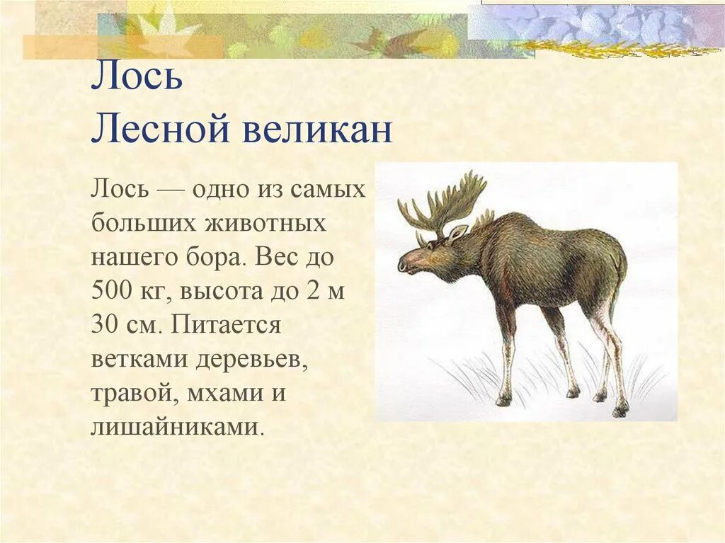 Проект лось. Лось красная книга. лось описание. животные красной книги лось. лось описание животного.