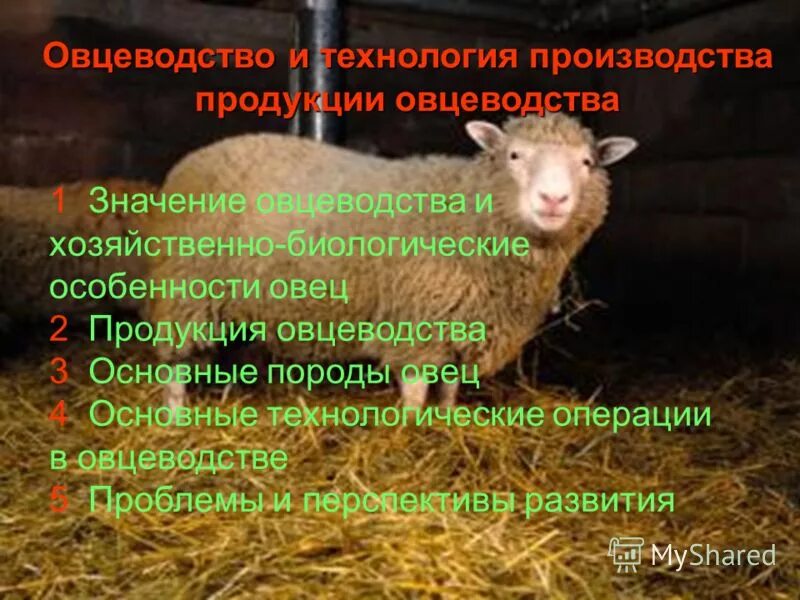 технология производства овцеводства