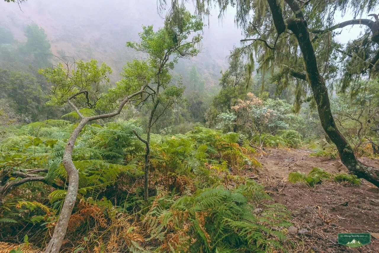 субтропики лес австралия. вечнозеленые субтропики. жестколиственные леса южной америки. вечнозеленые субтропики. вечнозеленые субтропики.
