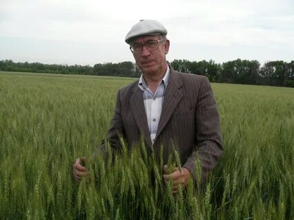 Селекционер пшеницы