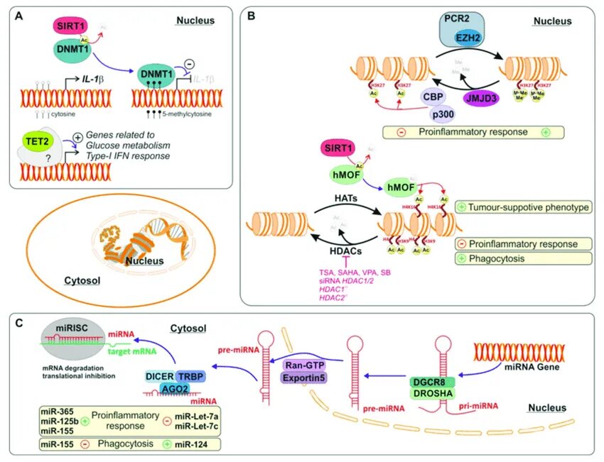 Dna modifying enzymes. Эпигенетика книга. Молекулярная основа эпигенетики. Эпигенетика новая биология функциональная биохимия. Эпигенетика новая биология функциональная биохимия.