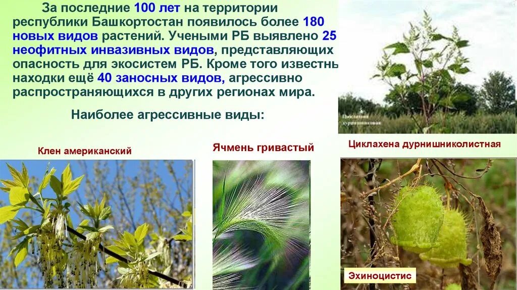 Инвазивный тип