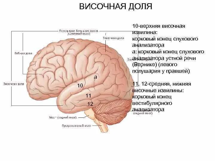 Функции височной доли. Крючковидная извилина височной доли. височная доля извилины гешля. борозды височной доли головного мозга. извилина гешля функция.