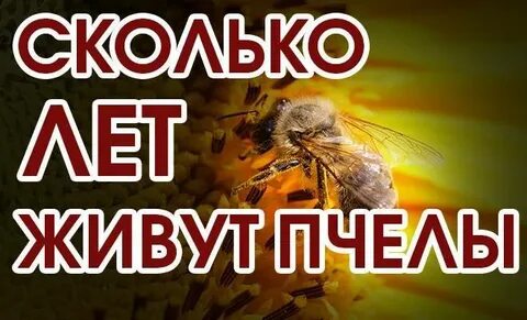Пчелы срок