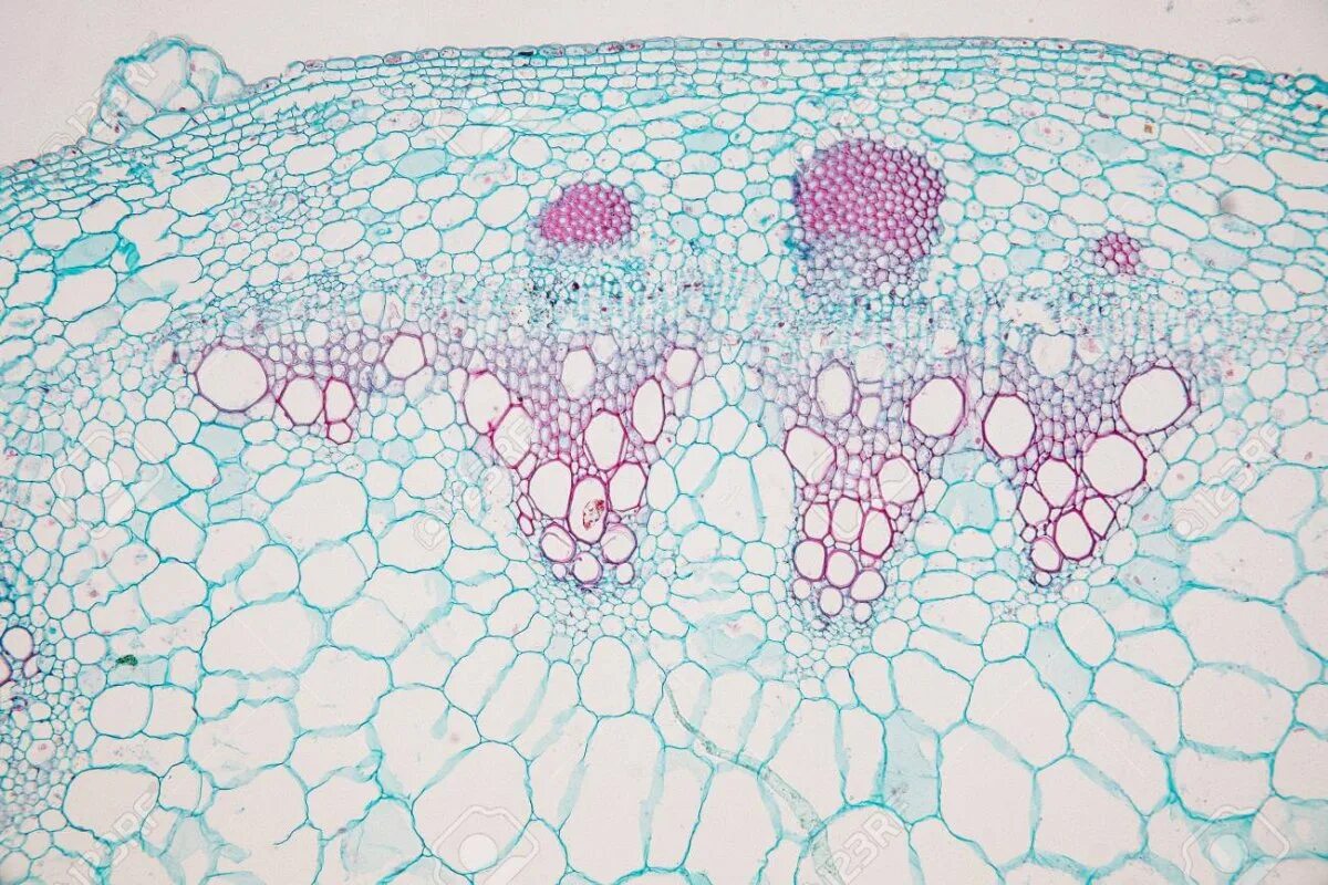 Лист однодольного под микроскопом. Dicot root cross-section. поперечный срез листа пеларгонии. поперечный срез листа герани под микроскопом. клетки идиобласты.