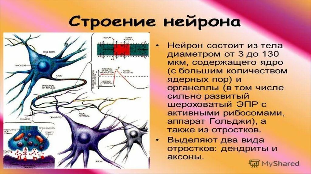 Функции нейронов мозга. Нейроны и глия. функции нейрона. нейроны и нейроглия. трофическая функция нейрона.