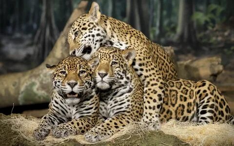 Animals download