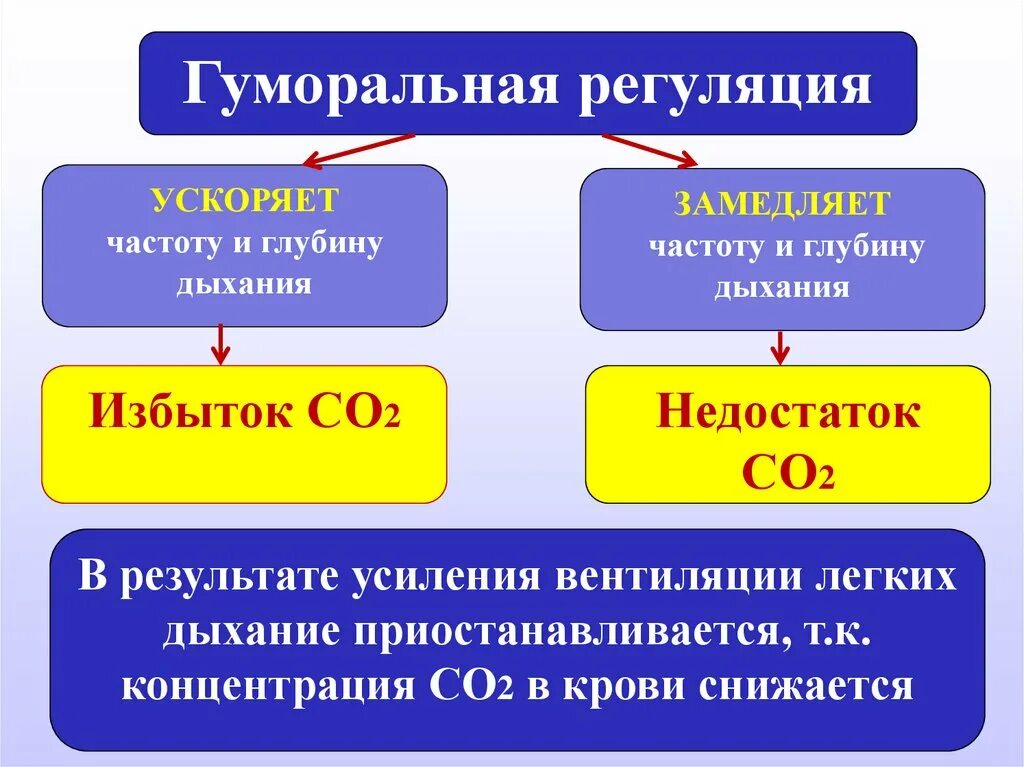 Гуморальная регуляция мозга. Гуморальная регуляция дыхания. Ну моральная регуляция дыхания. Нейрогуморальная регуляция дыхания. Гуморальная регуляция дыхания осуществляется.