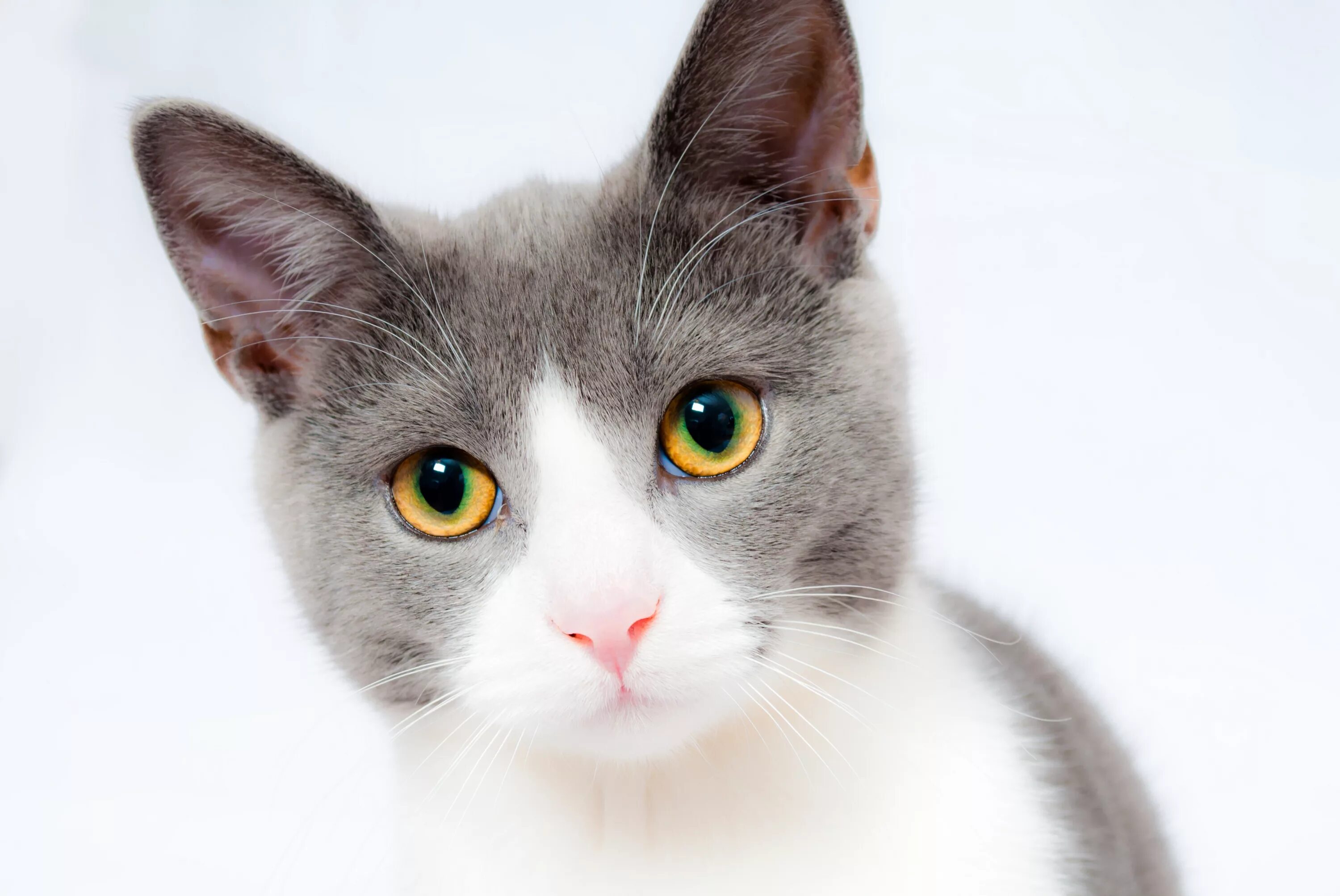 Кошки бело серого окраса. Европейская короткошерстная кошка белая с серым. Серо белая кошка. Красивые коты. Красивая морда кошки.
