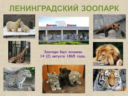 Зоопарк презентация