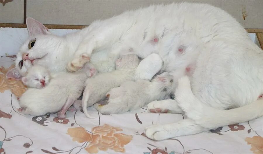 Сколько котят может быть у кошки. Кошка с котятами. Белый родившейся котёнок.