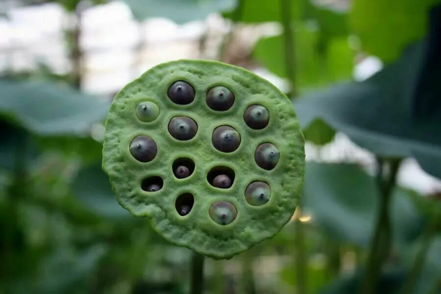 трипофобия цветок лотоса. лотос нелюмбо цветок. лотос семена. лотос орехоносный семена плоды. трипофобия лотос орехоносный.