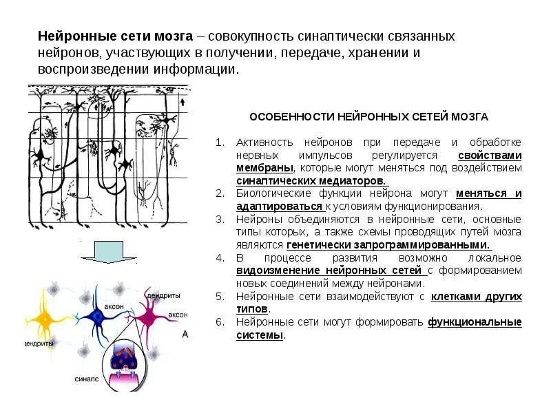 Как создать нейронные связи в головном мозге. Нейронные и синопсические связи. нейронная сеть мозга. строение нейронной сети. нейронные соединения мозга.