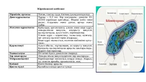Итальяндық порно видео