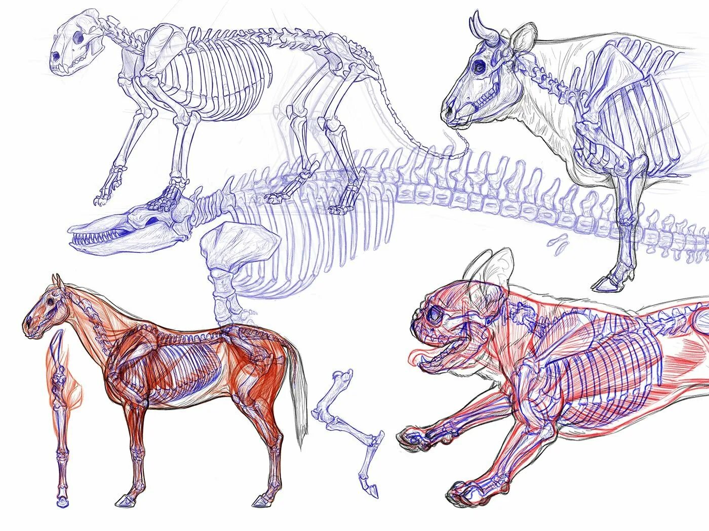 Animal organism. Анатомия животных. Анатомия живота. Анатомические зарисовки животных. Анатомическое строение животных.