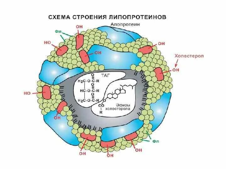 Схема строения липопротеина плазмы крови. Схема строения липопротеинов. Общая схема строения липопротеинов плазмы крови. Апобелки липопротеинов.