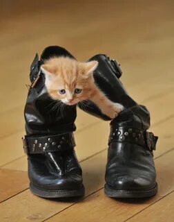 Сапожки коты