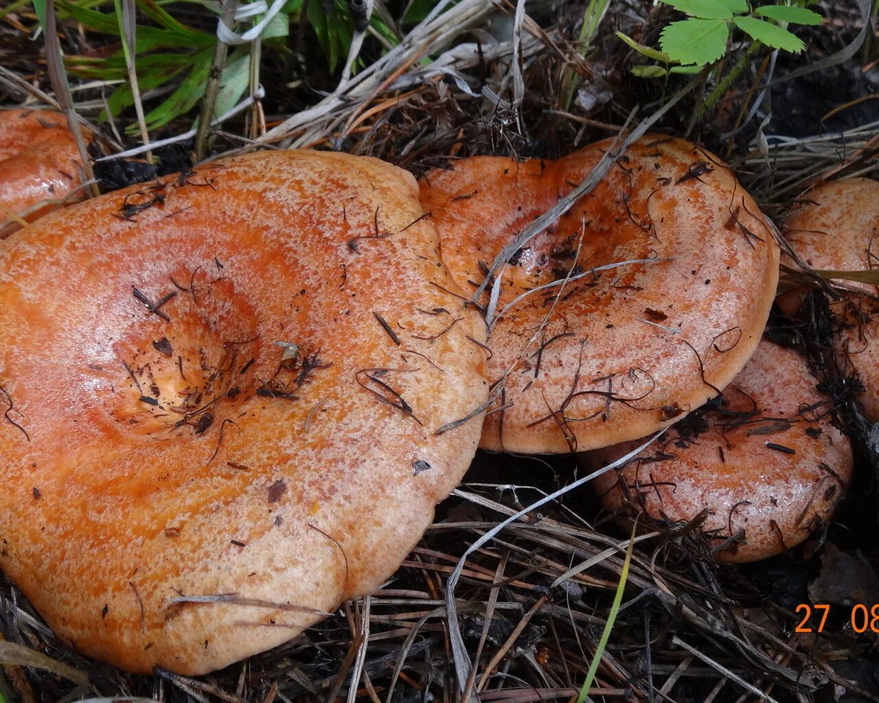 Группа рыжики. Рыжик Сосновый/Боровой (Lactarius deliciosus);. Рыжик Боровой Сосновый. Гриб Ведьмин Боровик. Млечник Рыжик гриб.