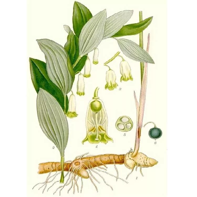 Ландыш майский корневище. Корневище растения купена. Купена лекарственная корень. Корневище купены. Корневище купены.