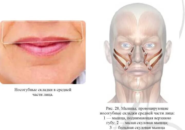 Поднимающая угол рта. Мышцы лица носогубные складки анатомия. Мышца носогубной складки. Мышцы лица носогубная складка. Лицевые мышцы при улыбке.