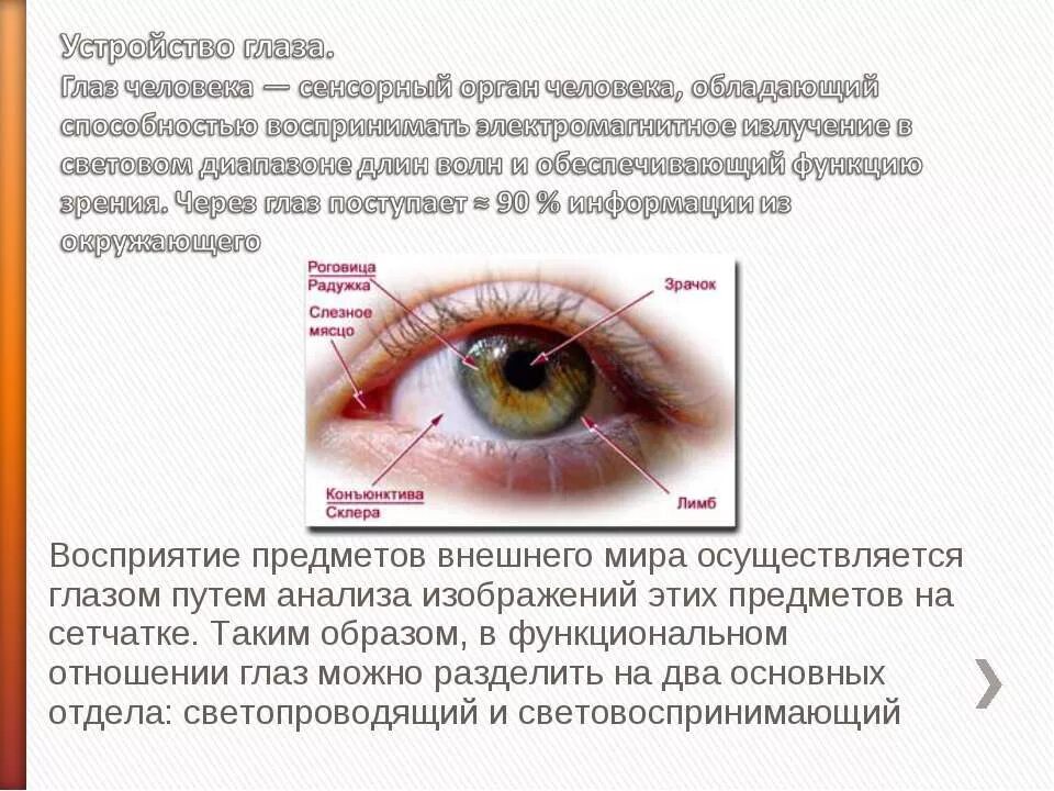 Описание глаза человека. Восприятие через глаза. Восприятие зрения человека. Глаз устройство глаза. Пути глазки