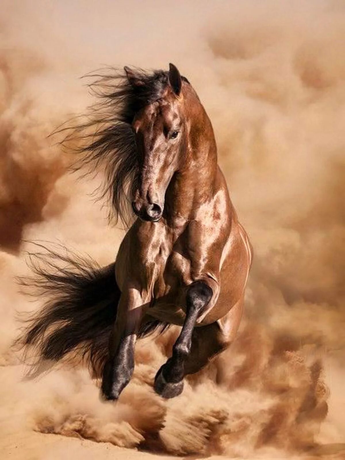 Черный конь скачет. Мустанг конь. Конь на дыбах. Конь скачет. Лошадь на дыбах.