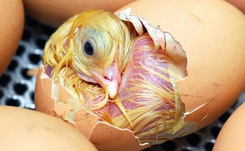 Фото развития цыпленка. Вылупление цыплят. Цыпленок вылупляется из яйца. Яйцо цыпленок. Вылупление птенцов.