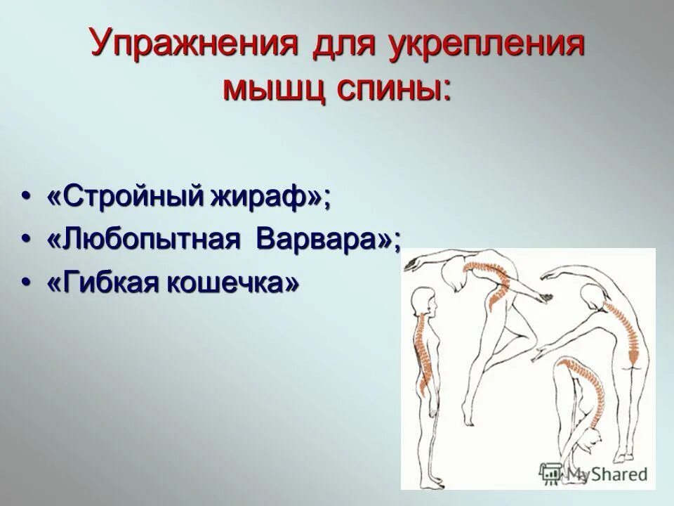 развитие опорно двигательной системы. факторы влияющие на опорно двигательную систему. опорно двигательная система. функции опорно-двигательной системы 8 класс биология. презентация развитие опорно двигательной системы.