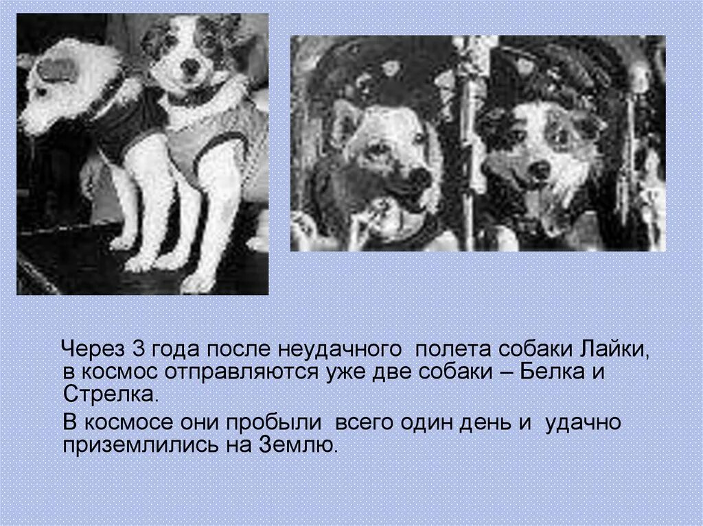 В каком году состоялся первый полет собаки. Собаки в космосе. белка и стрелка в космосе. собаки белка и стрелка в космосе. белка и стрелка в космосе факты.