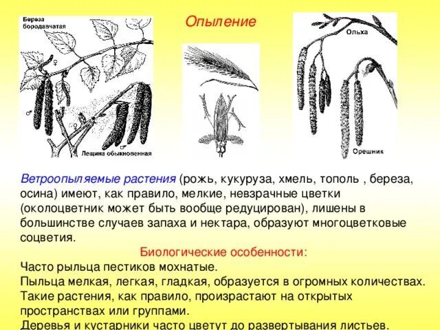 Тип опыления клена. Тип опыления клена