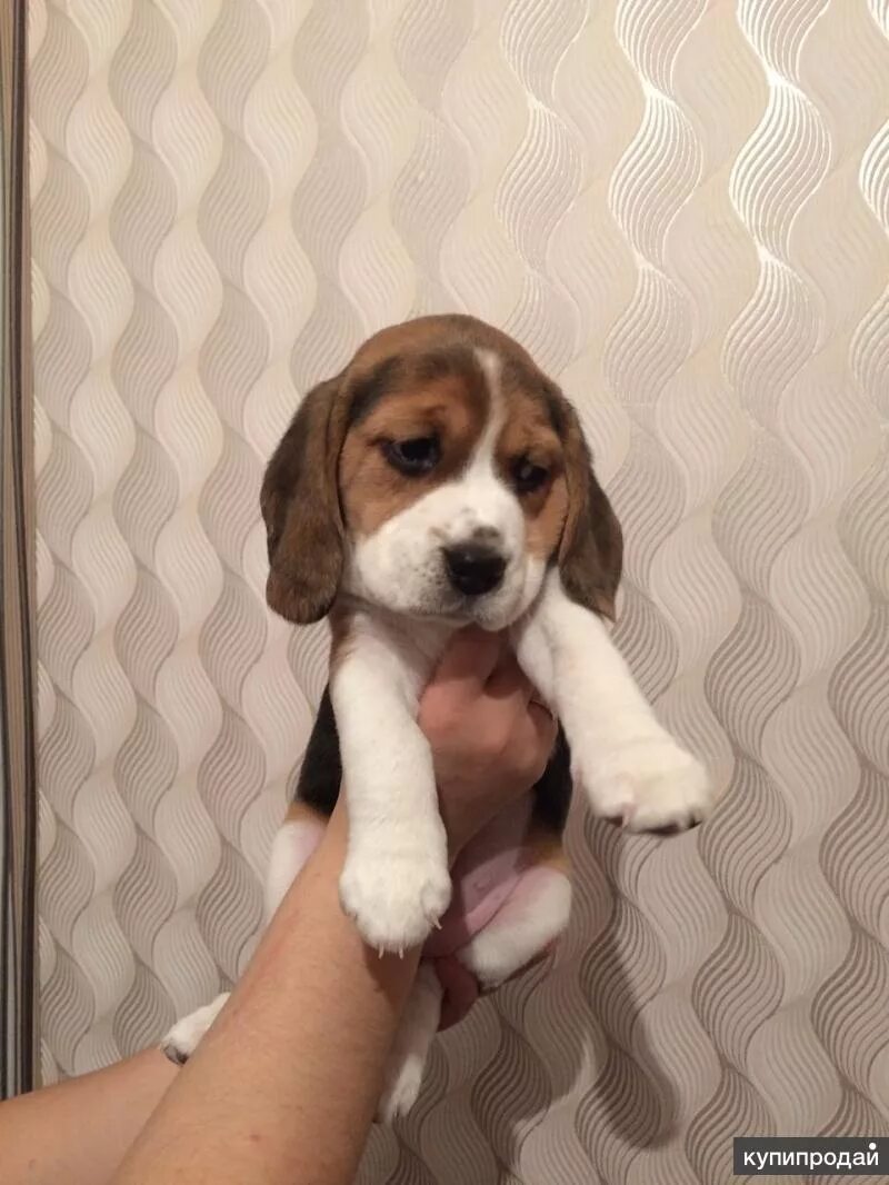 бигль порода бигль. порода собак бигль. чистокровный бигль. бигль щенок. бигля в хорошие руки.