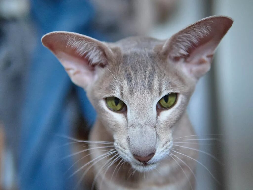 Ориентальный кот. Восточная короткошерстная кошка (Ориентальная кошка). Ушастый кот порода Ориентал. Кот Ориентал грузин. Ориентальная кошка характеристика