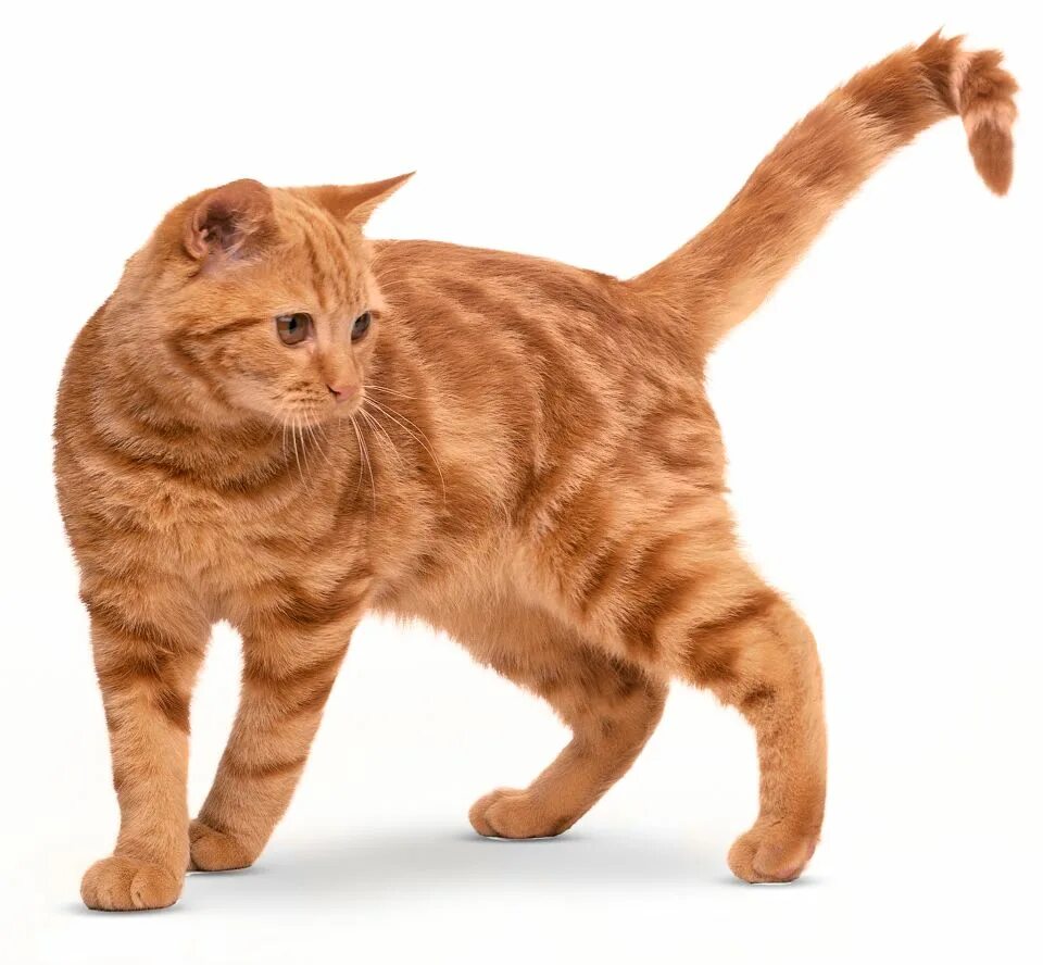 Шотландская кошка прямоухая скоттиш страйт. Американский бобтейл рыжий. Кошка американский керл. Американский короткошерстный кот рыжий. Американская короткошёрстная кошка рыжая.