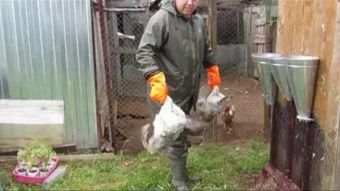 Как забить бройлера