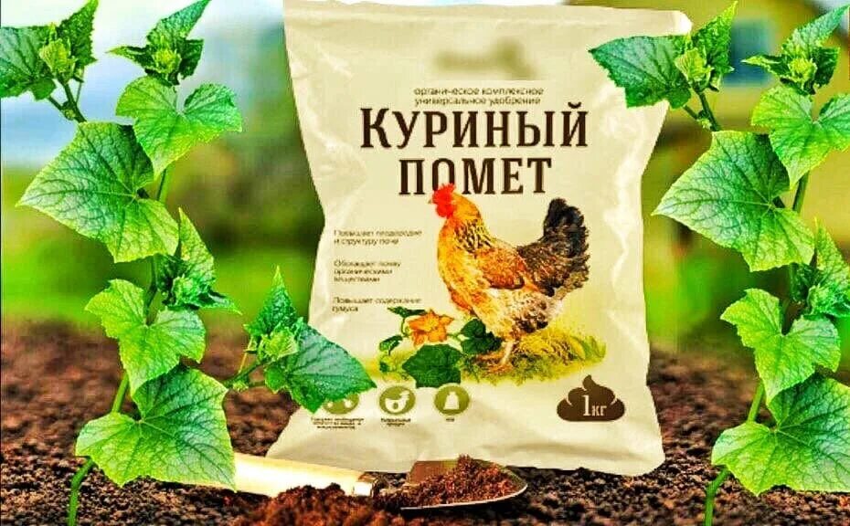 Куриный помет. Куриный помёт. Куриный помет для подкормки. Подкормка огурцов куриным пометом. Навоз огурцам