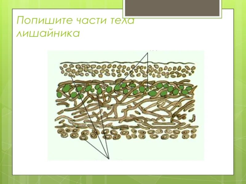 Тест лишайники 7 класс биология. Строение лишайника 7 класс биология. Строение лишайников 5 класс биология рисунок. Строение лишайников 5 класс биология. Изображение строение лишайника.