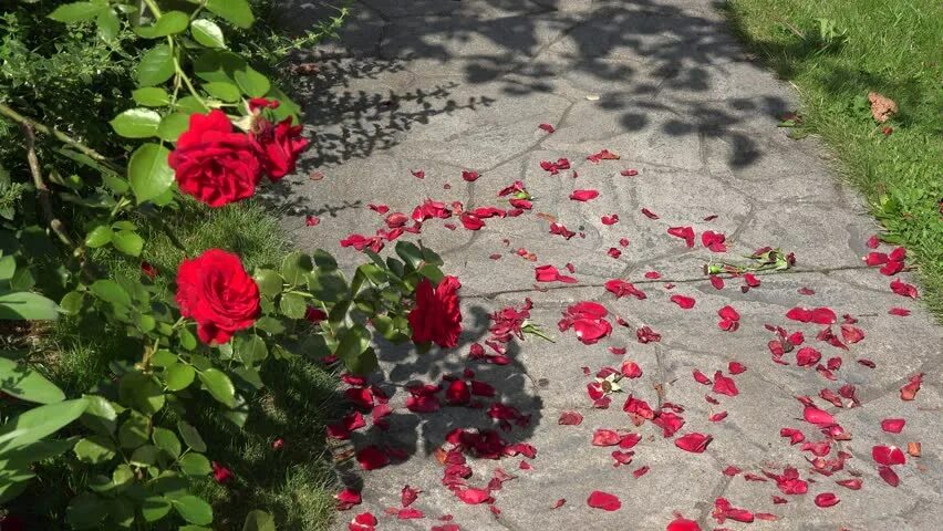 Цветы роняют лепестки на песок. Цветы роняют лепестки на песок картинки. Опавшие лепестки. Фиолетовый лепесток. Красивые лепестки.
