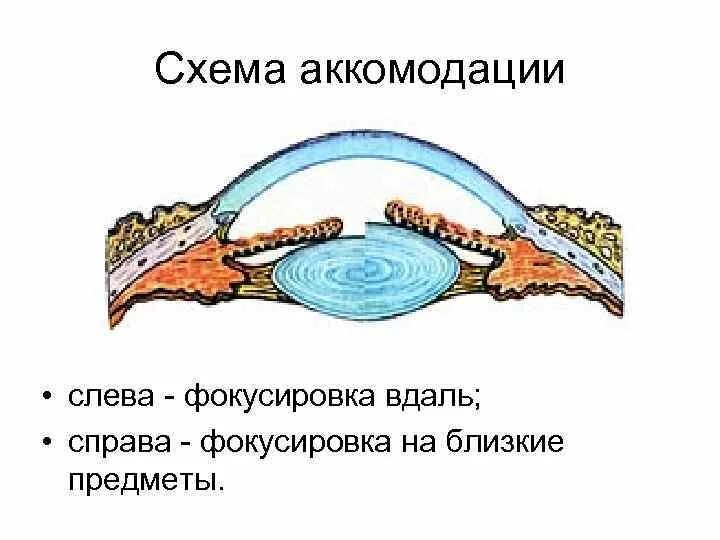Аккомодация вблизи. Аккомодация вблизи