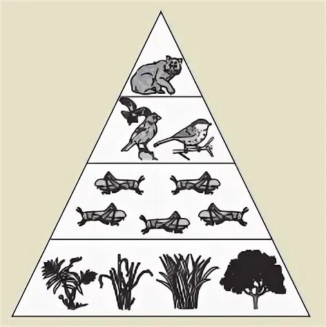 Экологическая пирамида рисунок. Экологическая пирамида. Экологическая пирамида для дошкольников. Задания экологическая пирамида для дошкольников. Перевернутая экологическая пирамида.