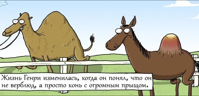 Анекдот про ростову и лошадь видео. Шутки про лошадей. лошадь прикол. приколы про верблюдов. анекдот про верблюда.