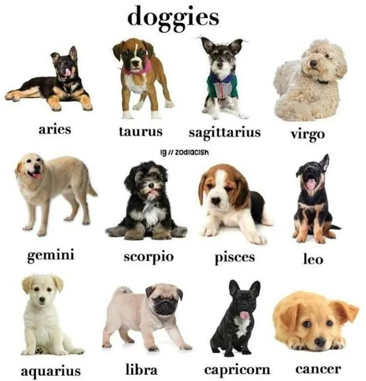 Породы собак по гороскопу. Сораки по знаку зодиака. Знаки зодиака собаки. Щенки по знаку зодиака.