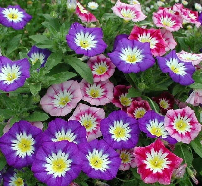 Winde, dreifarbige / dwarf morning glory (Convolvulus tric. Flickr