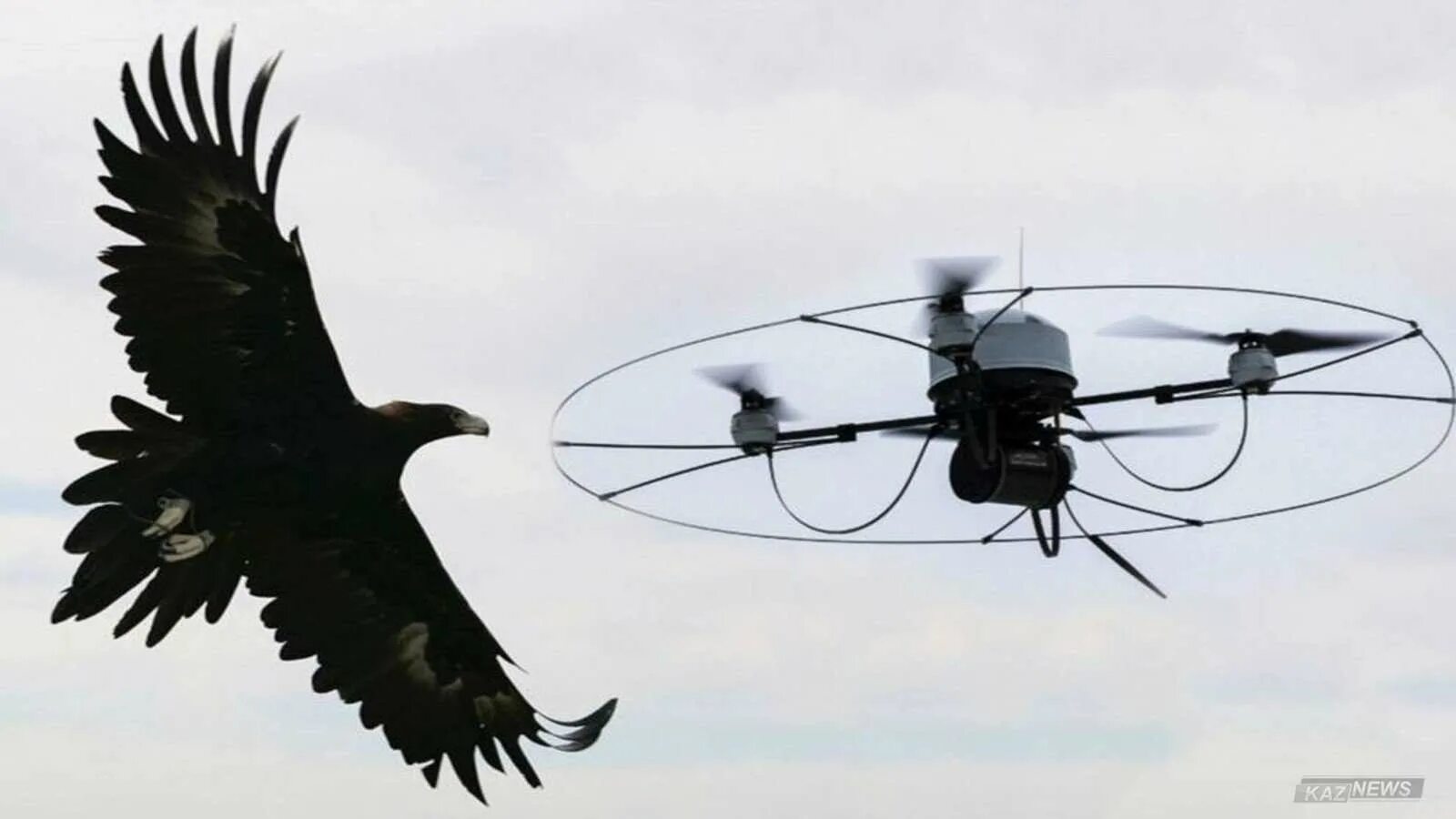 Убегающий от дронов. Беспилотник в виде птицы. Квадрокоптер в виде птицы. Беспилотники для наблюдения. Летательный аппарат в виде птицы.