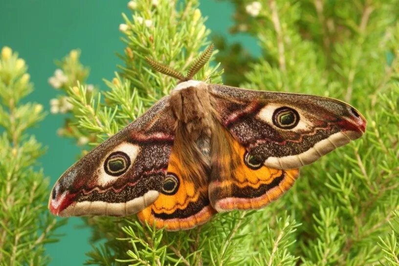 Павлиноглазка малая Saturnia Pavonia. Бабочка Saturnia Pavonia. Павлиний глаз малый ночной. Павлиний глаз малый ночной (Saturnia Pavonia). Чем питается бабочка павлиноглазка