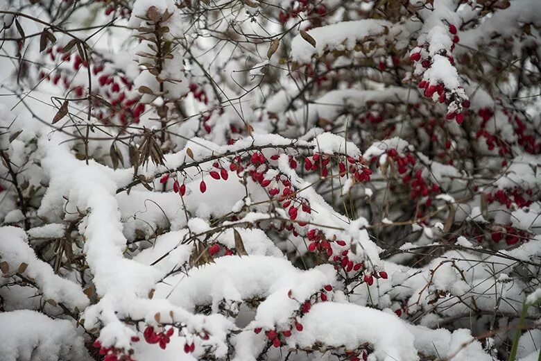 Кусты в снегу. Кусты под снегом. Февраль природа. Кустарники в снегу. Зимняя красота.