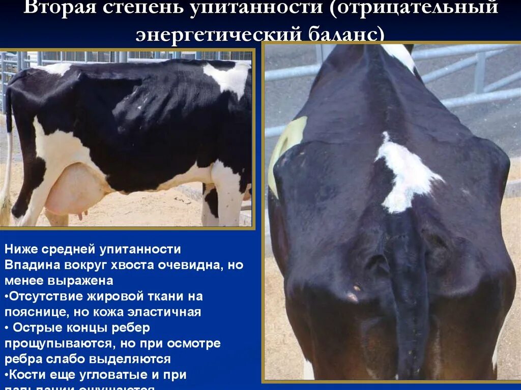 Как определить теленка
