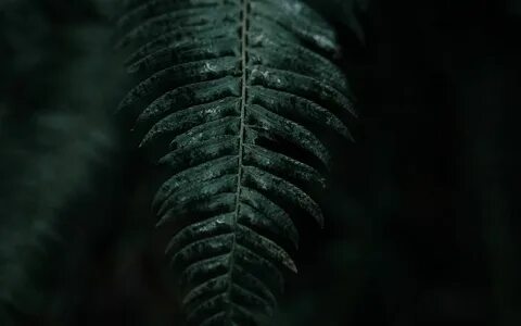 Dark plant