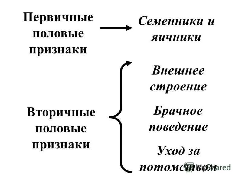 Первичные половые признаки. Первичные и вторичные половые признаки. Первичные и вторичные половые признаки у человека. Первичные и вторичные половые признаки таблица.